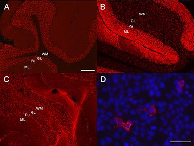 Case Report: Anti-GABAA Receptor Encephalitis in a Dog